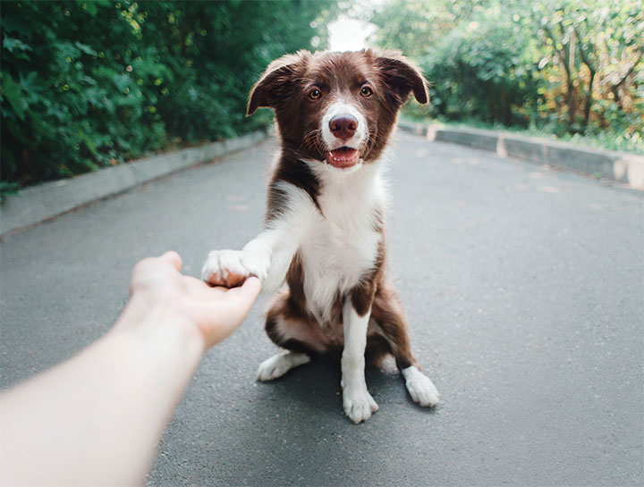 Pet Rehabilitation