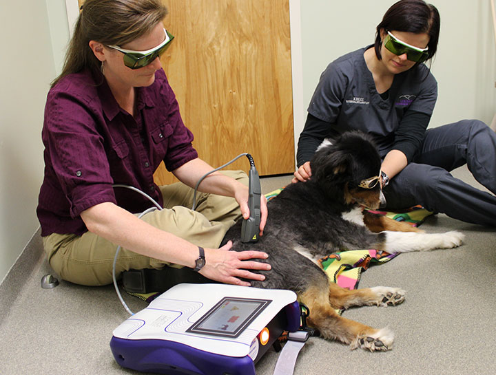 Veterinary cheap laser therapy