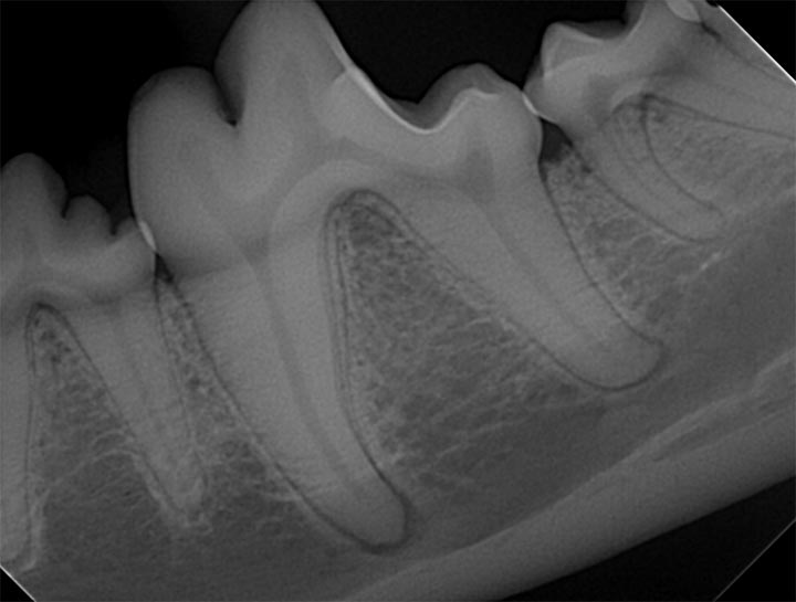 Dog Dental Xray