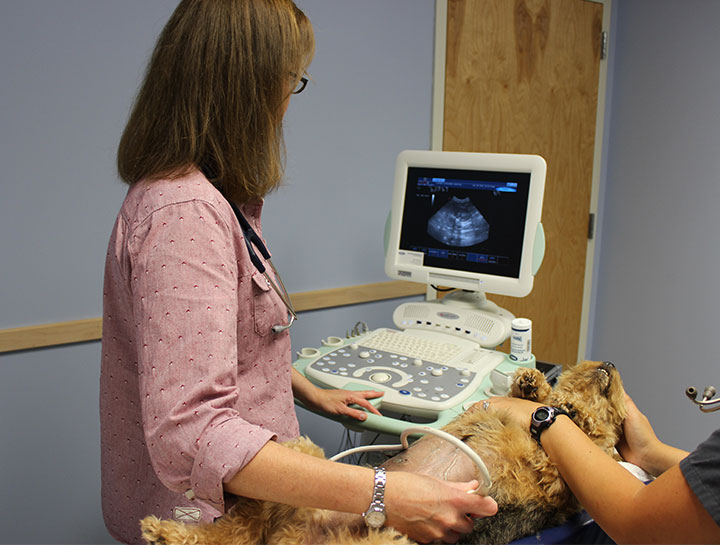 Veterinary Ultrasound